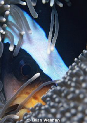 The anenome fish kept swimming into the same position so ... by Brian Welman 